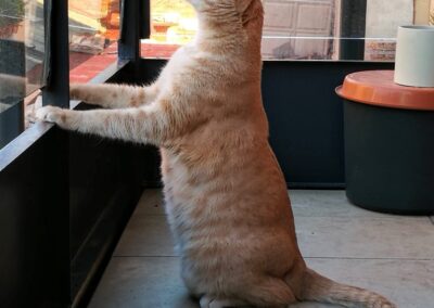 gato mirando por la ventana